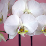 White Single Stem Orchid