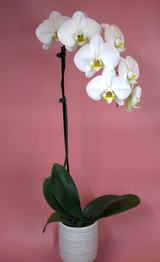 White Single Stem Orchid