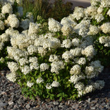 photos courtesy of NetPS Plant Finder