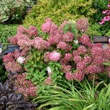 photos courtesy of NetPS Plant Finder