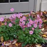 photos courtesy of NetPS Plant Finder