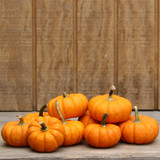 Jack - B - Little Gourd