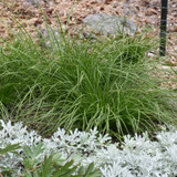 image courtesy of NetPS Plant Finder