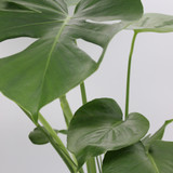 Monstera | Deliciosa