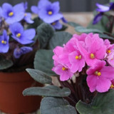 African Violet | 4"
