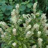 images courtesy of NetPS Plantfinder