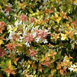 photos courtesy of NetPS Plantfinder
