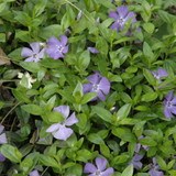 image courtesy of NetPS Plant Finder