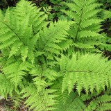 Lady Fern