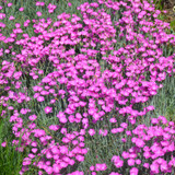 photos courtesy of NetPS Plant Finder