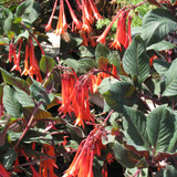 photo courtesy of NetPS Plant Finder