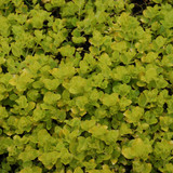 photos courtesy of NetPS Plant Finder