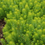 images courtesy of NetPS Plant Finder