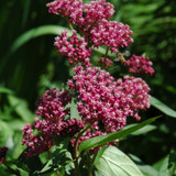 photos courtesy of NetPS Plant Finder