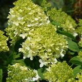 photos courtesy of NetPS Plant Finder