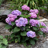 photos courtesy of NetPS Plant Finder