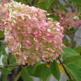 photos courtesy of NetPS Plant Finder