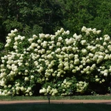 photos courtesy of NetPS Plant Finder