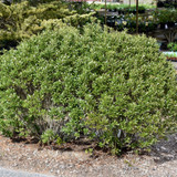 photos courtesy of NetPS Plant Finder