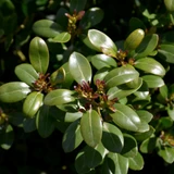 photos courtesy of NetPS Plant Finder