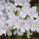 photos courtesy of NetPS Plantfinder