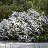 photos courtesy of NetPS Plantfinder