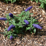 photos courtesy of NetPS Plantfinder