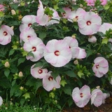 Hibiscus - Summerific 'Ballet Slippers'