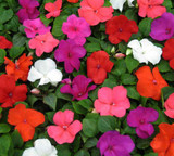 Impatiens 6"