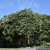 photos courtesy of NetPS Plant Finder