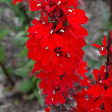 photos courtesy of NetPS Plantfinder