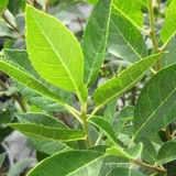 Winterberry - 'Southern Gentleman'