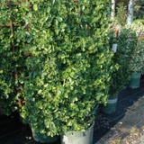 photos courtesy of NetPS Plant Finder