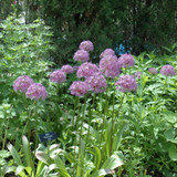 photo courtesy of NetPS Plant Finder