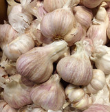 Elephant Garlic Bulb 1pk
