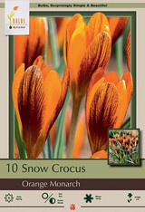 Snow Crocus Bulb 10pk | Orange Monarch