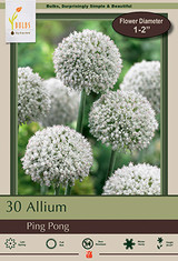 Allium Bulb 30pk | Ping Pong