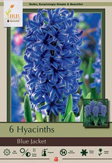 Hyacinth Bulb 5pk | Blue Jacket