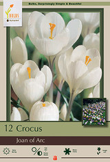photo courtesy of Netherland Bulb Company