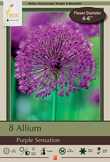 Allium Bulb 8pk | Purple Sensation