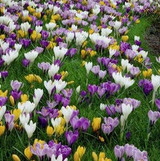 Crocus Bulb 15pk | Large Flowering Mix