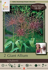 Allium Bulb 2pk | Schubertii