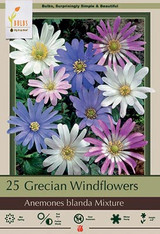 Grecian Wildflower Bulb 20pk