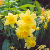 photo courtesy of NetPS Plant Finder