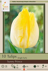 Tulip Bulb 7pk | Sunny Prince