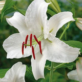'Casa Blanca' Oriental Lily Bulb - 2pk
