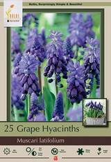 Grape Hyacinth Bulb 20pk | Muscari latifolium