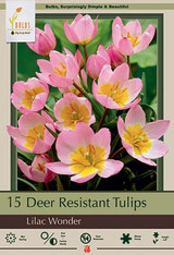 Tulip Bulb 15pk | Lilac Wonder