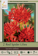 Spider Lily Bulb 2pk | Red