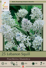 Lebanon Squill Bulb 20pk